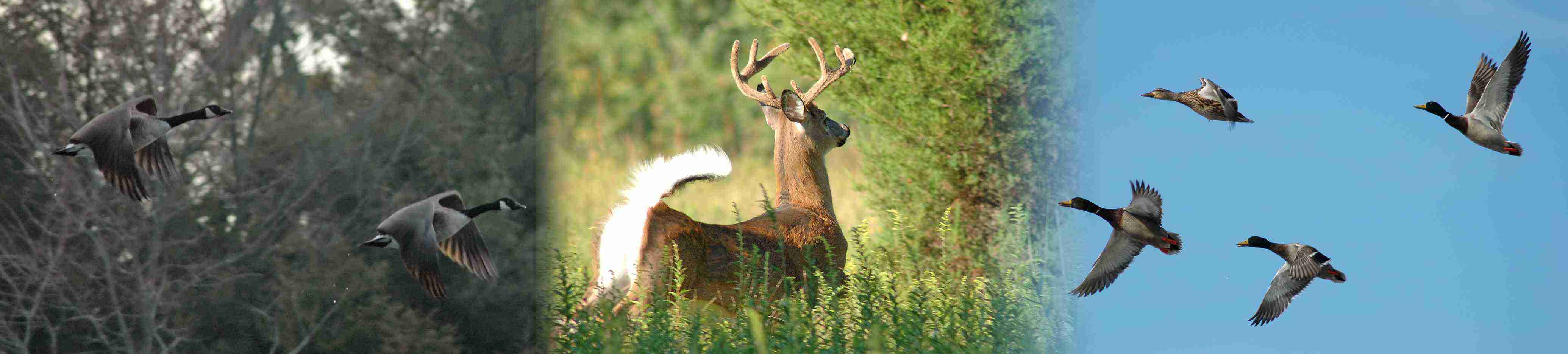 Fowl Play Guide Service, maryland waterfowl, eastern shore, canadian goose hunting, Chesapeake, Chesapeake Bay, waterfowl, guide service, geese hunting, Maryland, goose hunting, snow goose, geese, deer, duck, hunt