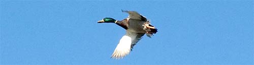Maryland Duck Hunt Eastern Shore Guide