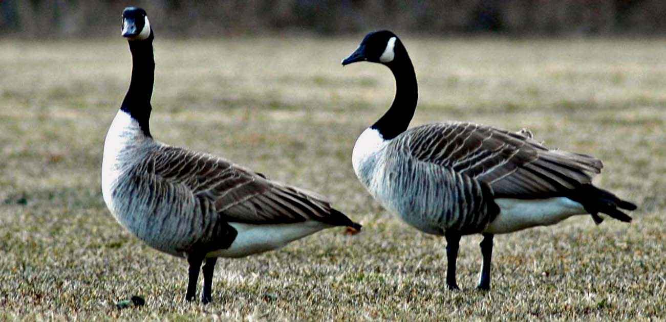 Maryland Goose Hunt