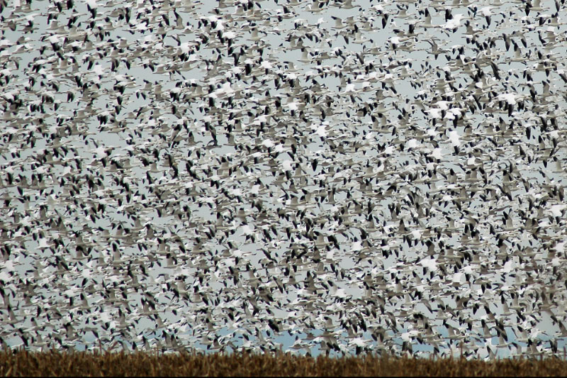 Dec 07 Goose Hunt - 5 man limit