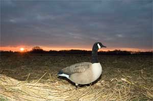 Maryland Guide Service Hunting