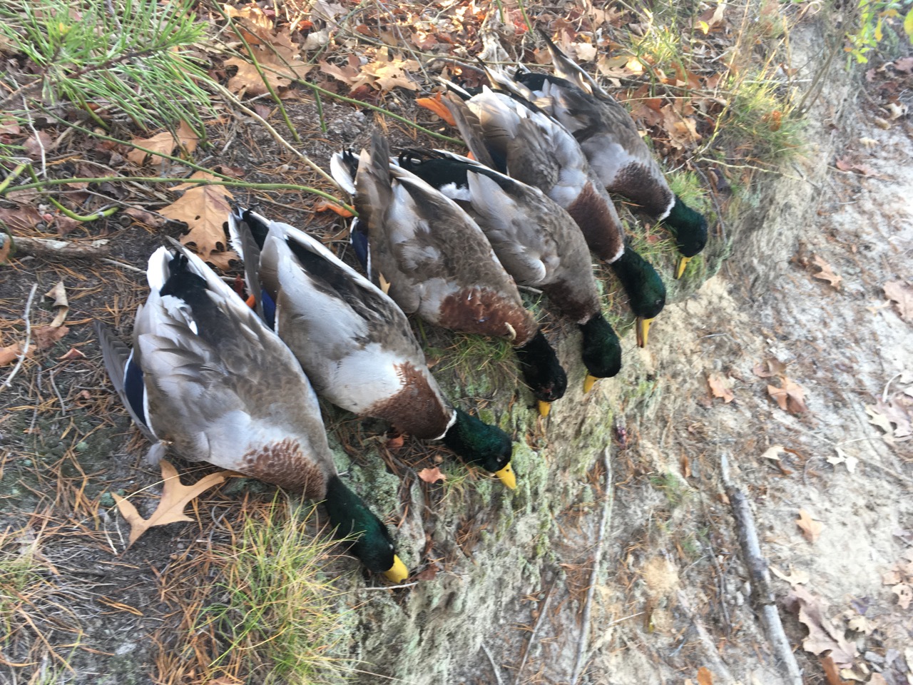 Eastern Shore Mallard Ducks