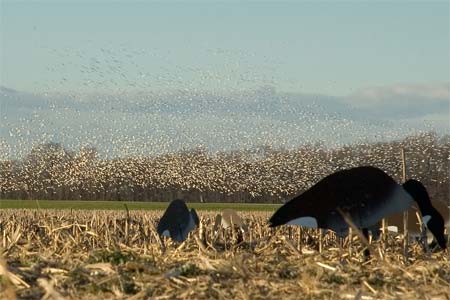 Maryland Snow Goose Hunt Eastern Shore